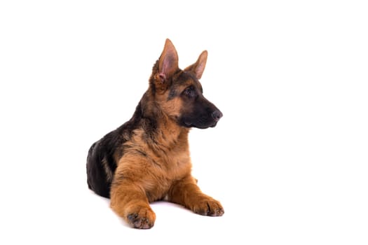 Studio Shot of a German Shepherd Dog puppy posing isolated over white background
