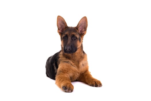 Studio Shot of a German Shepherd Dog puppy posing isolated over white background