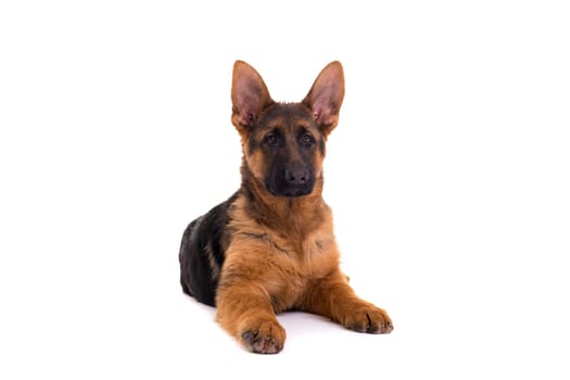 Studio Shot of a German Shepherd Dog puppy posing isolated over white background