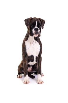 A young and beautiful boxer puppy, isolated over white background