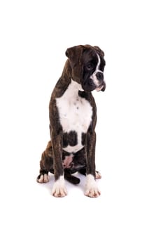 A young and beautiful boxer puppy, isolated over white background