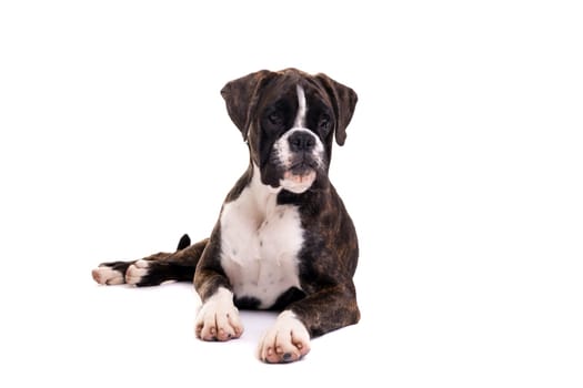 A young and beautiful boxer puppy, isolated over white background