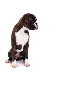 A young and beautiful boxer puppy, isolated over white background