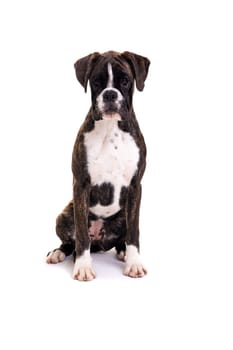 A young and beautiful boxer puppy, isolated over white background