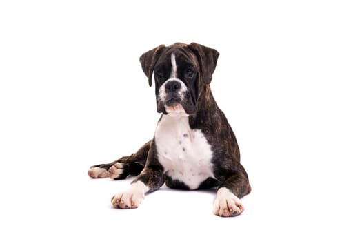 A young and beautiful boxer puppy, isolated over white background