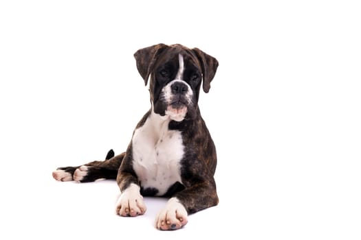 A young and beautiful boxer puppy, isolated over white background