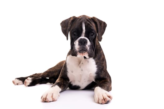 A young and beautiful boxer puppy, isolated over white background