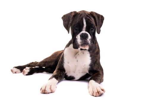 A young and beautiful boxer puppy, isolated over white background