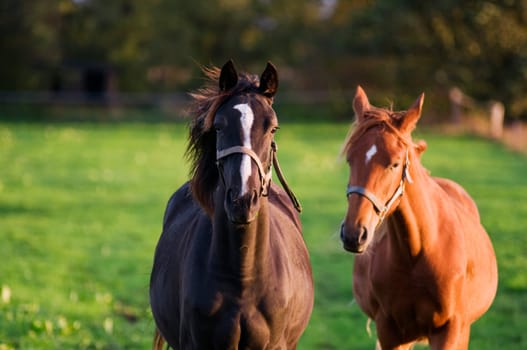 Frontal partial view of two horses standing next to each other on a pasture in the sidelight of the evening sun, looking directly into the camera.