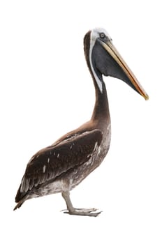 Seitliche Ganzkörperansicht eines Pelikans lat. Pelecanus occidentalis) auf auf Weiß.