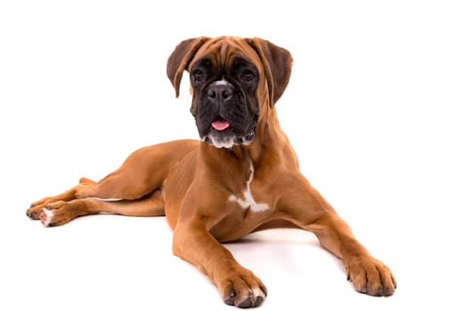 A young and beautiful boxer puppy, isolated over white background