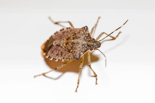 a bed bug in closeup