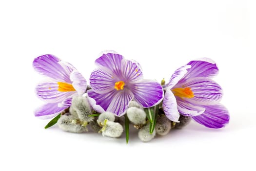 crocus flowers  and pussy willow twigs on white background