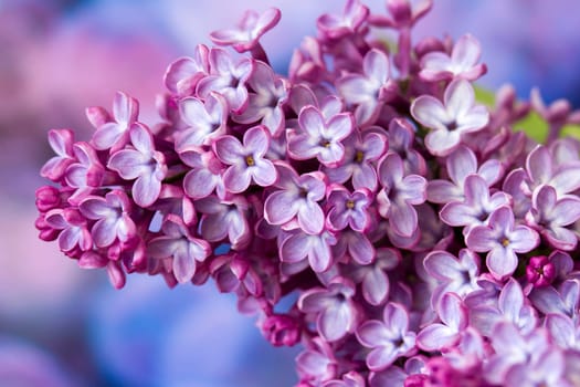 blooming lilac flowers. Macro photo