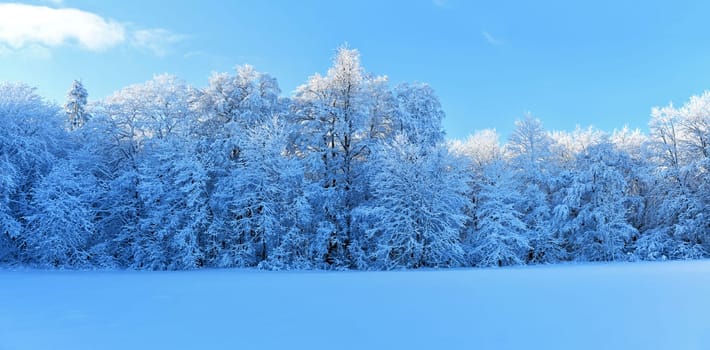 winter forest