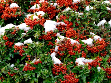 snow on firethorn in winter