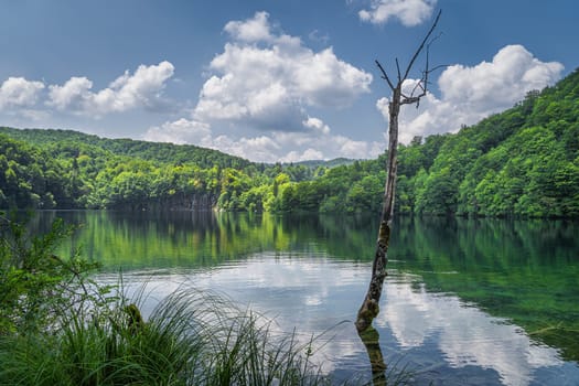 Tall rotten tree trunk in the lake and waterfalls with lush green forest in Plitvice Lakes National Park, UNESCO World Heritage in Croatia