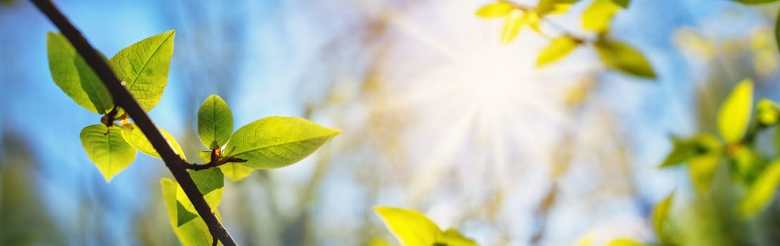 New leaves on green spring background. Fresh foliage in the forest in nature with beautiful sunlight
