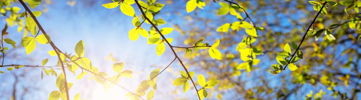 New leaves on green spring background. Fresh foliage in the forest in nature with beautiful sunlight