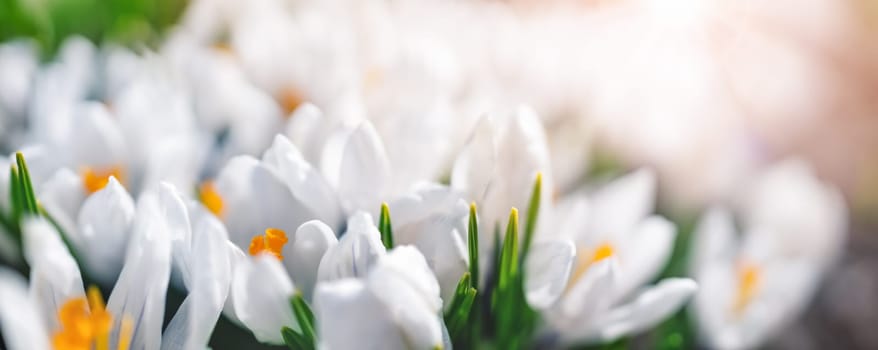 Closeup view of the spring flowers in the park. Crocus blossom on beautiful morning with sunlight in the forest in april