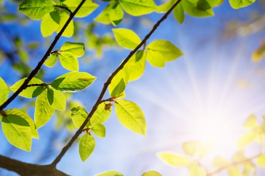 New leaves on green spring background. Fresh foliage in the forest in nature with beautiful sunlight