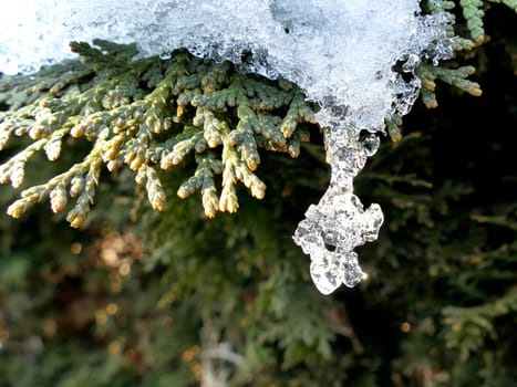 Icicle on a Thuya branch