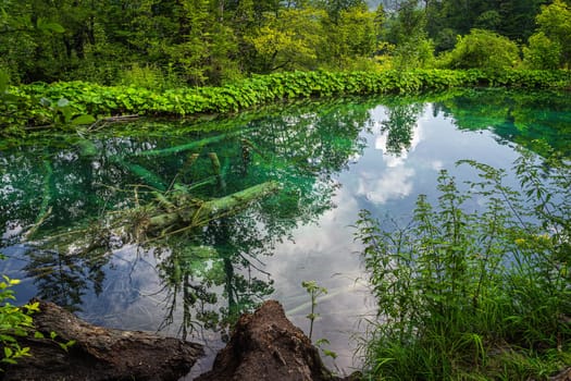 Large fallen trees submerged in a lake surrounded by green lush forest and hills, Plitvice Lakes National Park UNESCO World Heritage in Croatia