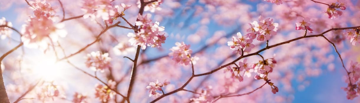 Blurred sakura tree twigs on blue background. Spring flowers on beautiful sunny day.