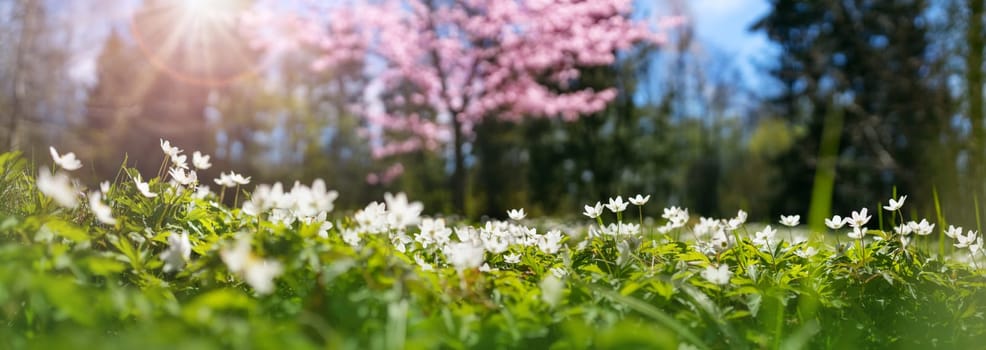Wood with lots of white spring anemones flowers in sunny day. Forest in springtime in wild nature with fresh new foliage
