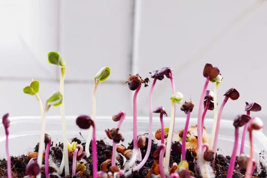 Seedlings of microgreen radish in the initial stage on the windowsill of the house
