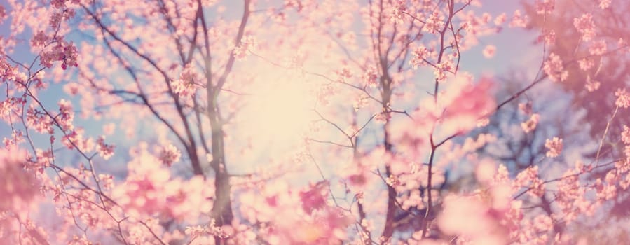 Blurred sakura tree twigs on blue background. Spring flowers on beautiful sunny day.