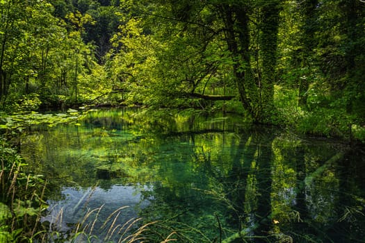 Explosion of shads of green. Tree trunks submerged in emerald green pond in lush forest of Plitvice Lakes National Park UNESCO World Heritage, Croatia
