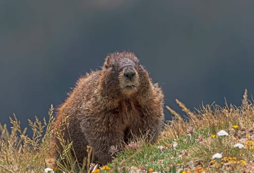 Yellow bellied Marmot in the Alpine Tundra in Rocky Mountain National Park in Colordao