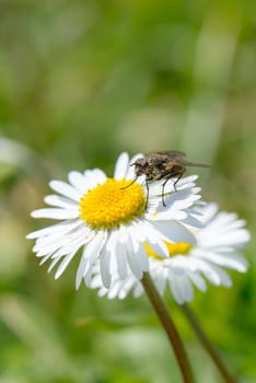 A fly eating pollen on a daisy flower