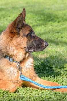 Nice dog in a garden in Rome