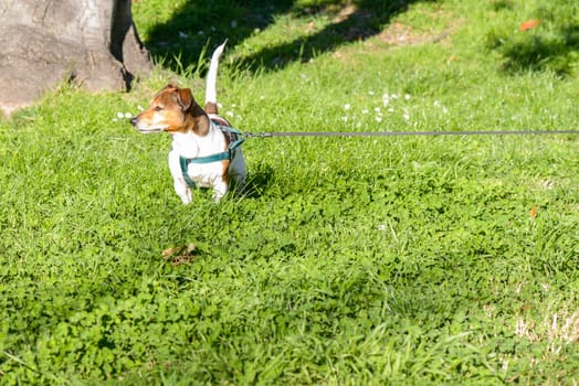 Nice dog in a garden in Rome