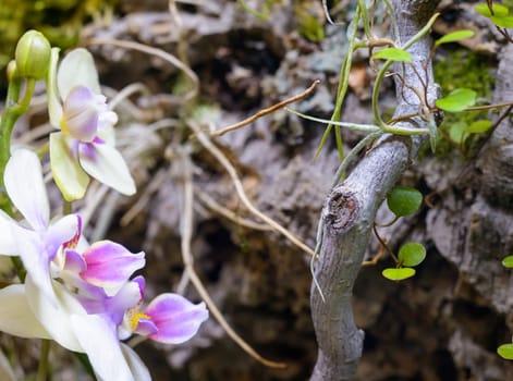 Nice orchids flower close up outside the garden