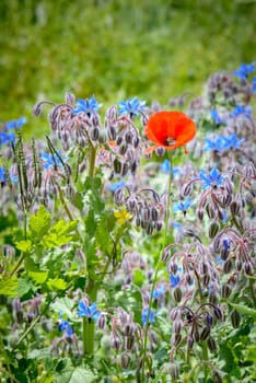 a poppy in the middle of a field of blue flowers