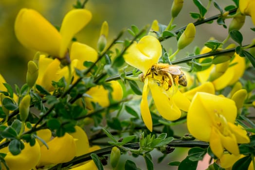 Yellow Wild flowers close up, a bee is bringing pollen