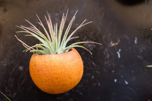 Nice composition of Tillandsia, species of evergreen, perennial flowering plants in the family Bromeliaceae, native to the forests, mountains and deserts of Central and South America, the southern United States and the West Indies.