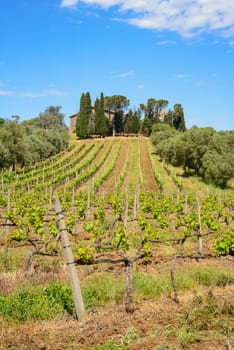 Italian Vineyard in spring in countryside of Rome