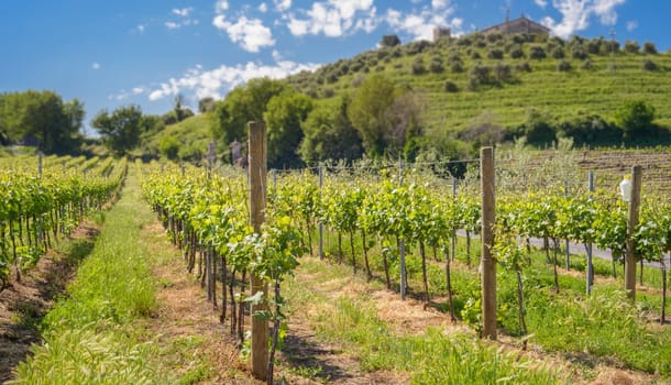 Italian Vineyard in spring in countryside of Rome