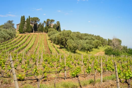Italian Vineyard in spring in countryside of Rome