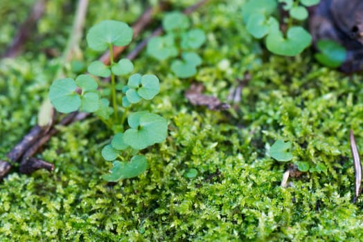 nice moss green substrate in the garden with leaf