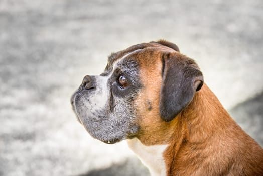 Nice portrait of a Deutscher boxer dog