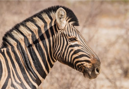Close up of the head of a Plains zebra, Equus burchellii, Namibia