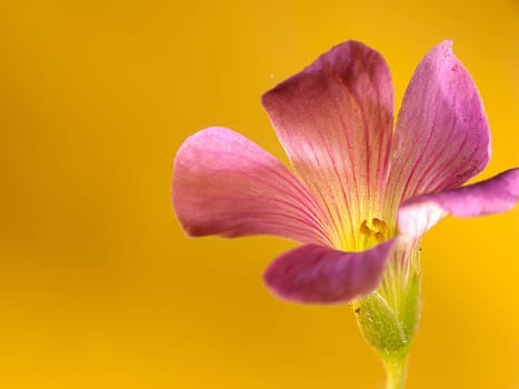 The closeup of oxalis corniculata flowers with nice background color