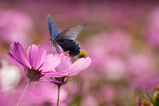 The pink flower with nice blur background and light