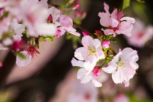 The Spring banner, branches of blossoming cherry against background of blue sky and butterflies on nature outdoors