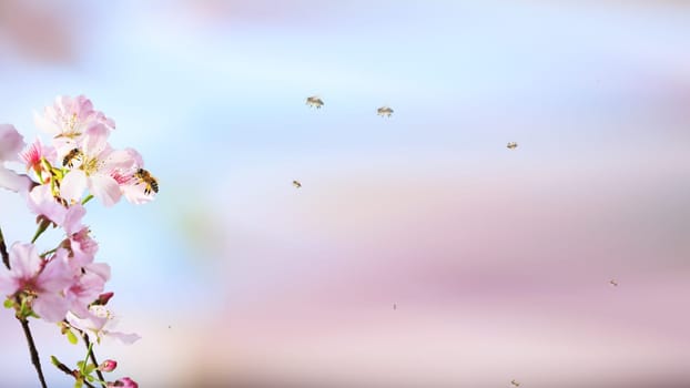 The Spring greeting card banner blooming apricot and bee pollinating a flower against the blue sky on a sunny day.